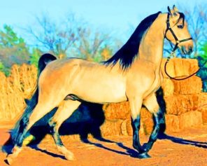 Arabic Horse paint by numbers