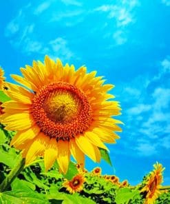 Beautiful Sunflower paint by numbers