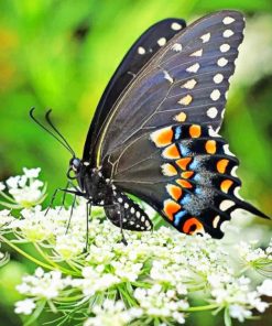 Black Butterfly paint by numbers