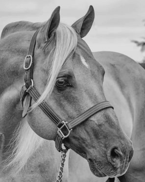 Black And White Horse Paint by numbers