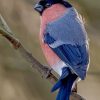 Blue And Pink Sallow paint by numbers