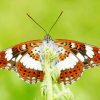 Brown White Butterfly paint by numbers