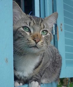 Domestic Short Haired Cat Looking Through The Window paint by numbers