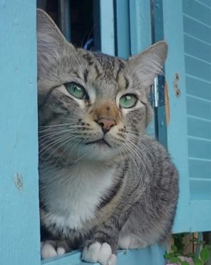 Domestic Short Haired Cat Looking Through The Window paint by numbers