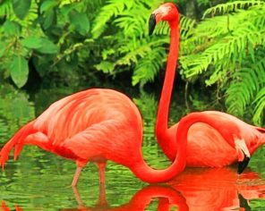 Flamingos Bird paint by numbers