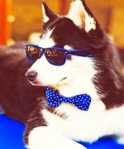 Husky With Sunglasses paint by numbers