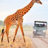 Kenya Giraffe paint by numbers