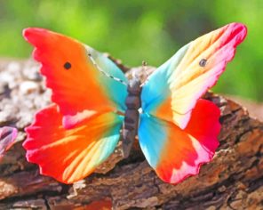 Rainbow Butterfly paint by numbers