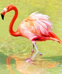 Red Flamingo paint by numbers