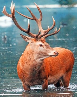 Red Deer paint by numbers