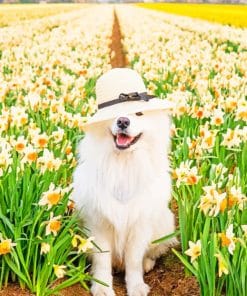 Samoyed Dog With Hat paint by numbers