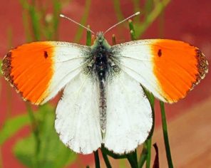 White Orange Butterfly Wings paint by numbers