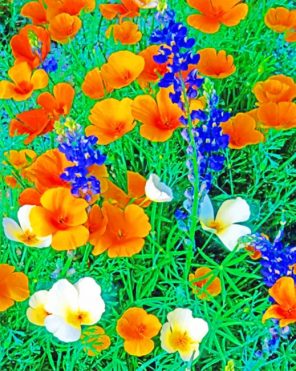 White And Orange Mexican Gold Poppies Paint by numbers