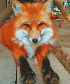 Adorable Fox Paint by numbers