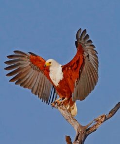 African Fish Eagle paint by numbers