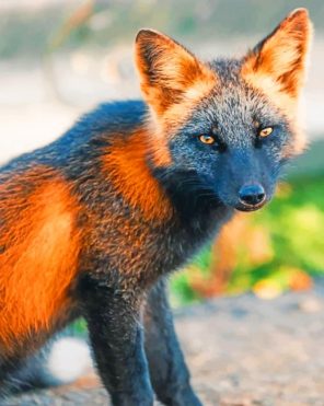 Black And Orange Fox Paint by numbers