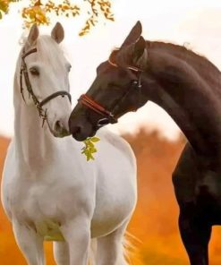 Black And White Horses paint by numbers