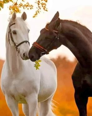 Black And White Horses paint by numbers