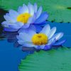 Blue Sacred Lotus Paint by numbers