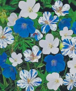 Blue And White Hardy Geranium Paint by numbers