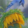 Blue Jay On A Sunflower Paint by numbers