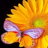 Butterfly And Yellow Flower Paint by numbers