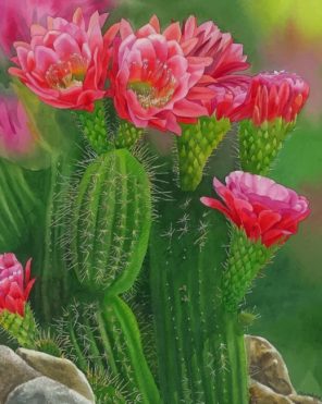 Cactus And Flowers Paint by numbers