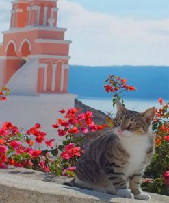 Cat Greece Island paint by numbers