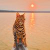 Bengal Cat In A Magical Sunrise paint by numbers