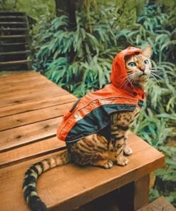 Bengal Cat Wearing An Orange Hoodie Paint by numbers