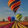 Colorful Air Balloons And Flowers paint by numbers