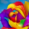 Colorful Flower Paint by numbers