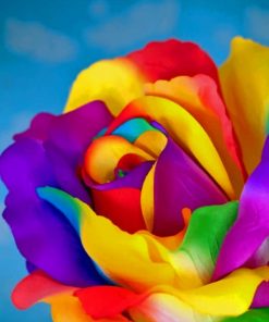 Colorful Flower Paint by numbers