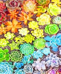 Colorful Succulents paint by numbers