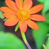 Cosmos Caudatus Flower paint by numbers