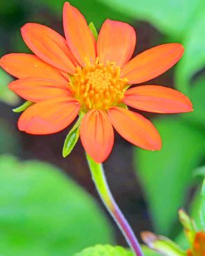 Cosmos Caudatus Flower paint by numbers