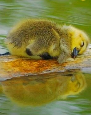 Cute Baby Duck Sleeping paint by numbers