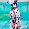 Dalmatian Dog paint by numbers