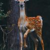 Deer Photography paint by numbers