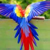 Flying Colorful Bird paint by numbers