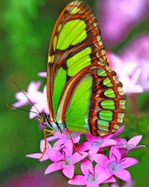 Green Butterfly Paint by numbers