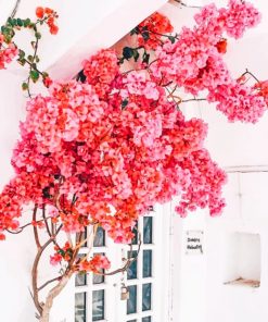 Mykonos Flowers paint by numbers