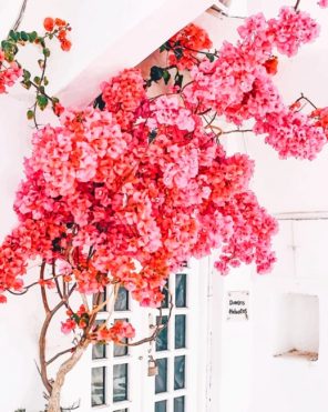 Mykonos Flowers paint by numbers