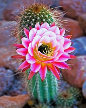 Pink Cactus paint by numbers