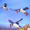 Flying Puffins paint by numbers