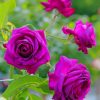 Purple Roses paint by numbers