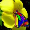 Rainbow real Life Butterfly paint by numbers