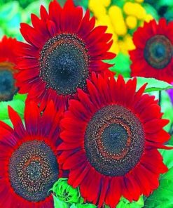 Red Sunflowers paint by numbers