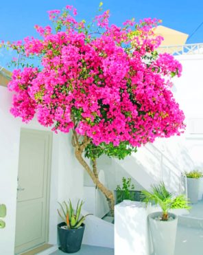 Santorini Bougainvillea paint by numbers