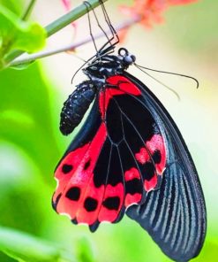 Scarlet Swallowtail Butterfly paint by numbers